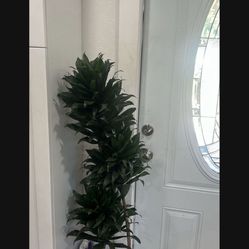 House Plant Available Low Maintenance 