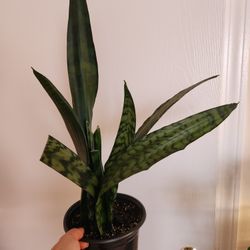 Snake Plant Houseplant