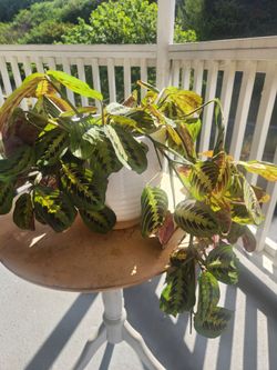 Maranta For sale