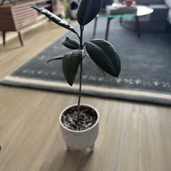 Live Rubber Tree In 6” Ceramic Pot