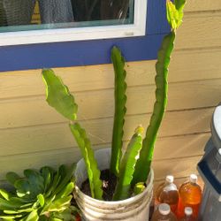 Dragon Fruit Plant in 5 gallon container 