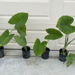 Elephant Ear Plants - Small $6ea, Large $25ea