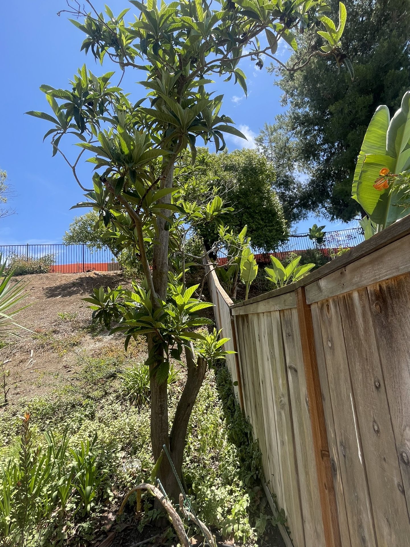 Free loquat Tree