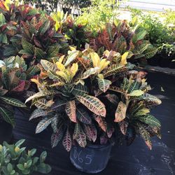 Croton Mamey Plants 7gallon