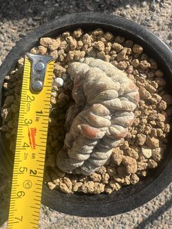Rare Cactus Crest
