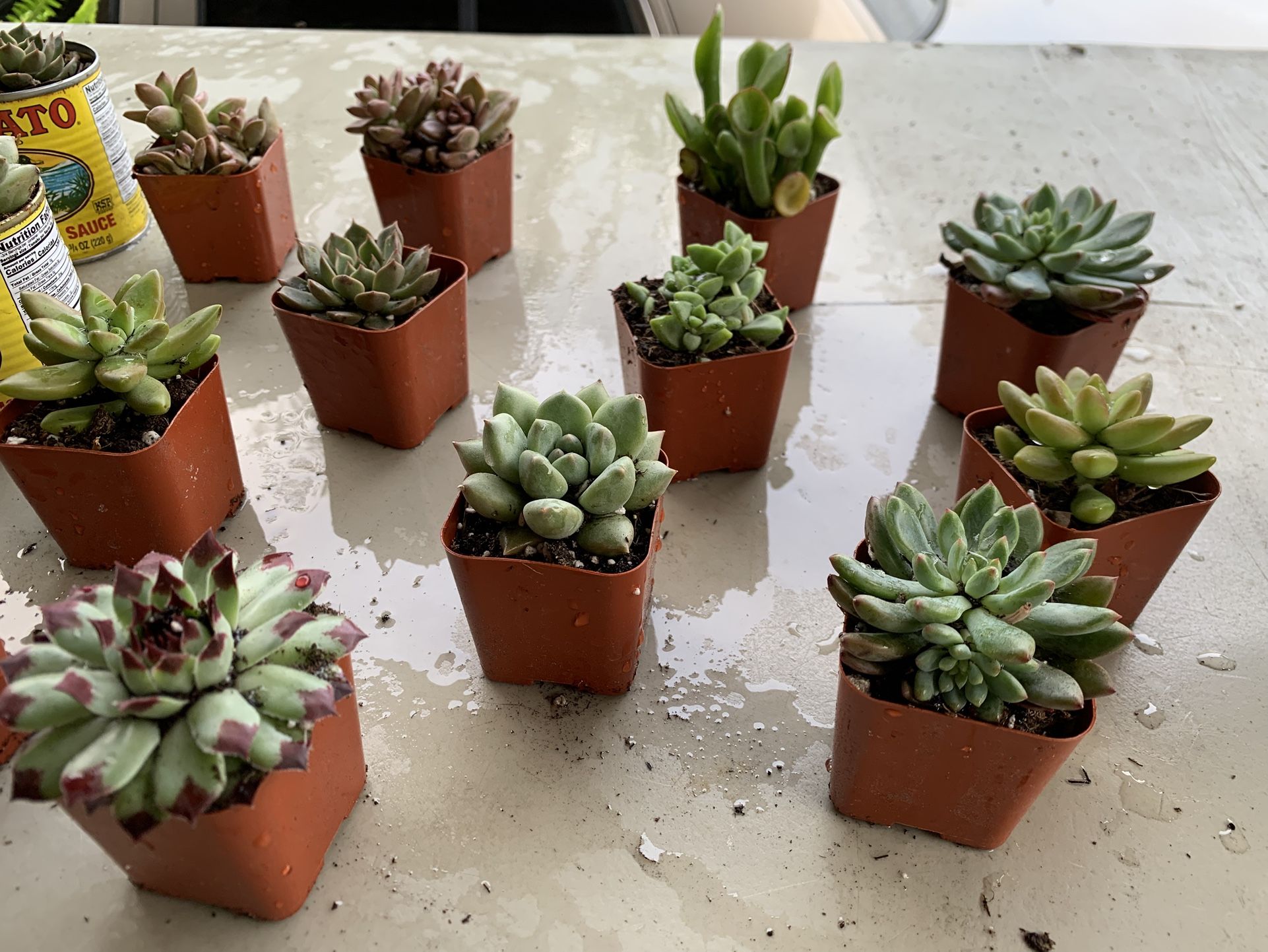 Succulents