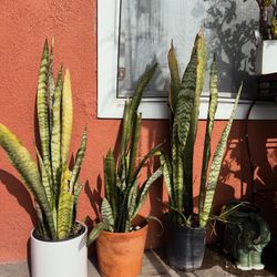 Snake Plants For Sale 