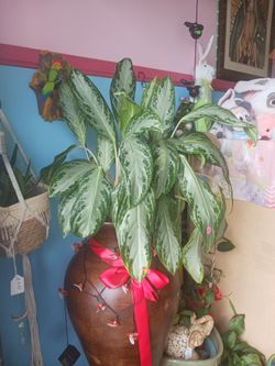 Planta De Sombra Natural 25