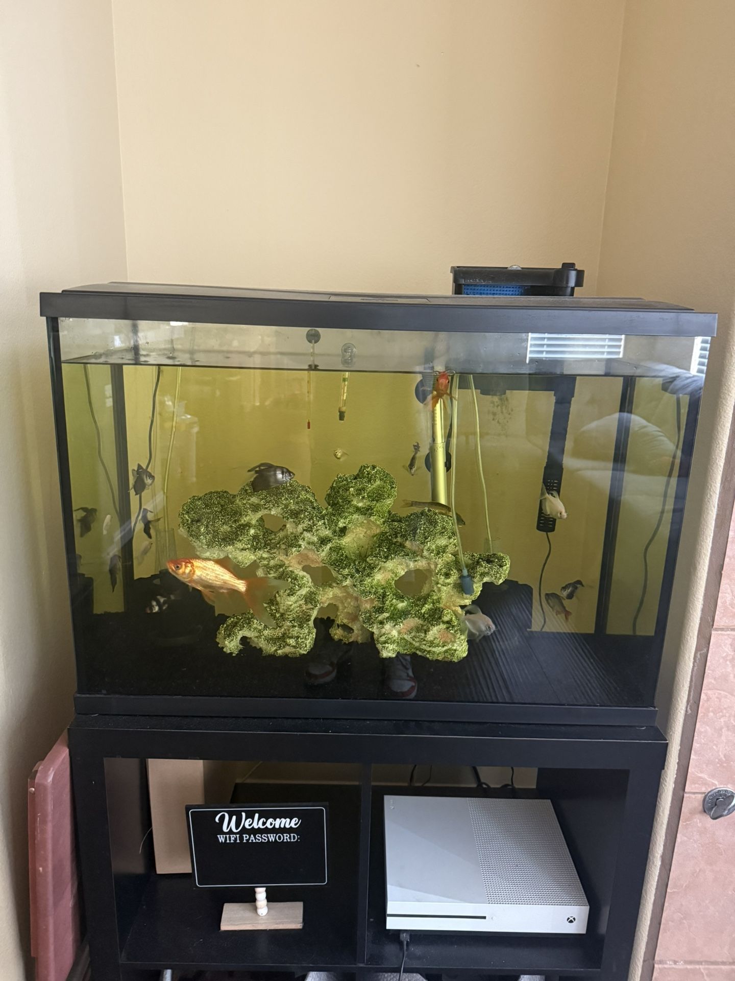 29 Gallons Fish Tank Includes Sponge Filters Thermometer Heater And and filter and fish