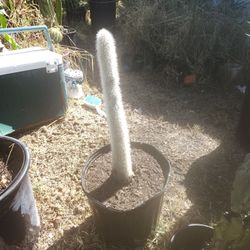 Silver Torch Cactus Plant
