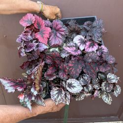 4” Different Begonia Rex ( Price Is For Each 