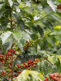 Coffee Plant (Planta de café