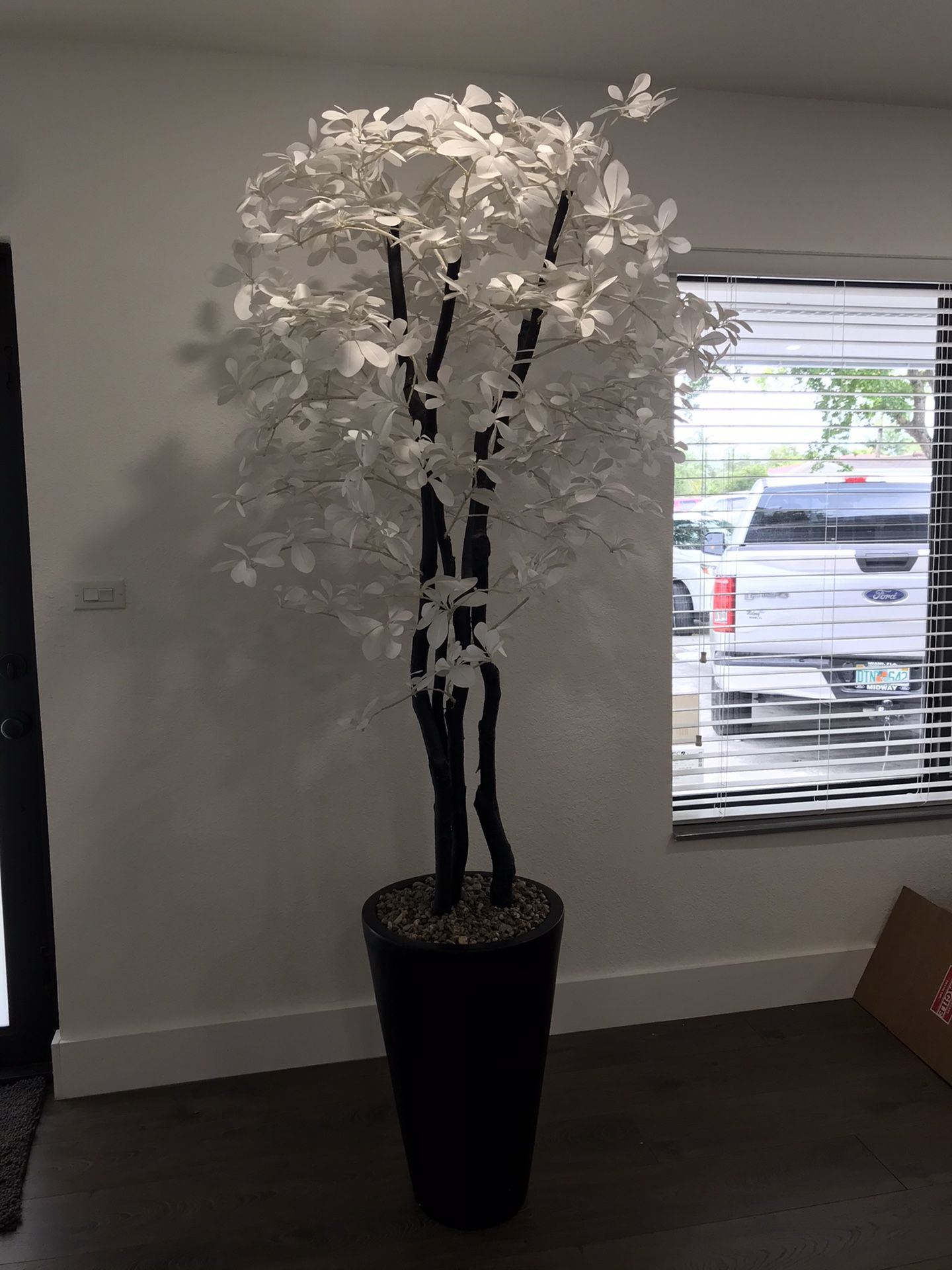 Decorative Plant