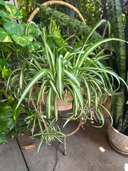 Spider plant
