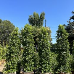 Ficus Nitida Indian Laurel Hedge