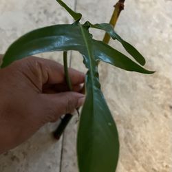 Philodendron Glad Hands (pls Read Description Below)