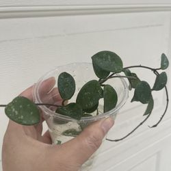 Hoya Mathilde Plant CUTTING- Active Roots