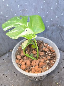 Albo monstera variegated diferentes sizes
