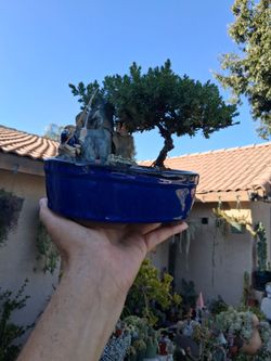 Large Juniper BONSAI Tree $55