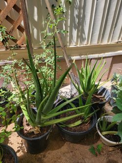 Aloe Vera plants