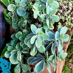 Lavender Scallops Baby Plants! 2 Available