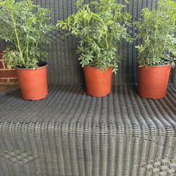 Macetas De Ruda Muy Bonitas Y Grandes  a $12 Cada Una 