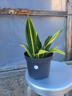 Snake Plant 8" Nursery Pot