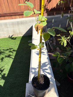 2 feet tall healthy cherimoya/atemoya trees