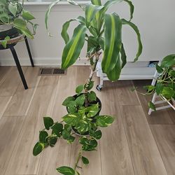 Mass Cane/ Pothos