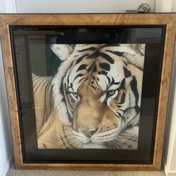 Lion Portrait Frame Wall Decor 36x36” MCM Vintage Lion Eyes