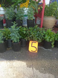 Plantas
