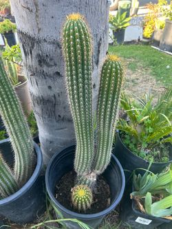Cactus