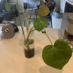 Monstera And house Plants