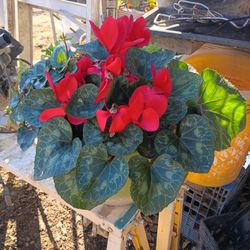 Planta 🌹