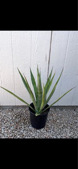 Smooth Agave Plant