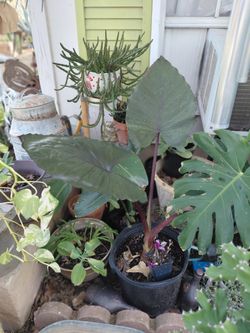 Alocasia Metalhead Plant