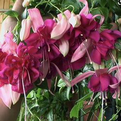 4” Bella Rosella Fucshia Plant