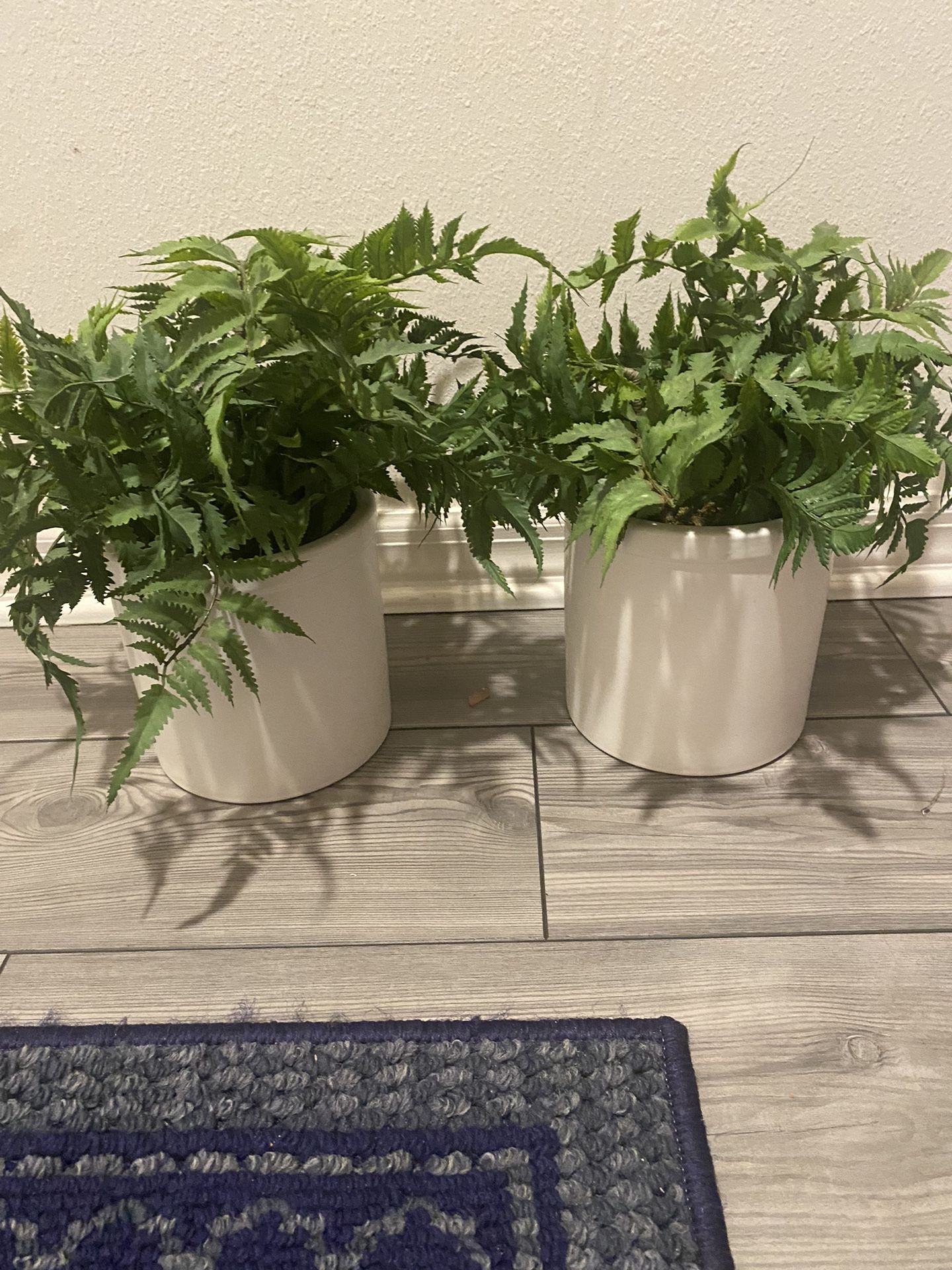 White Ceramic Planted Flax Plants