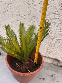 Sago Palm Plant in Terracotta Pot