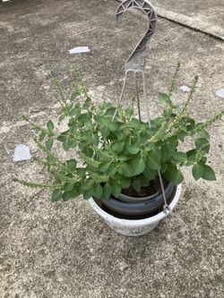Thai Basil Or Indian Basil