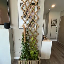 🪴 Large Indoor Climbing Plant Setup – 88x24x18” 
