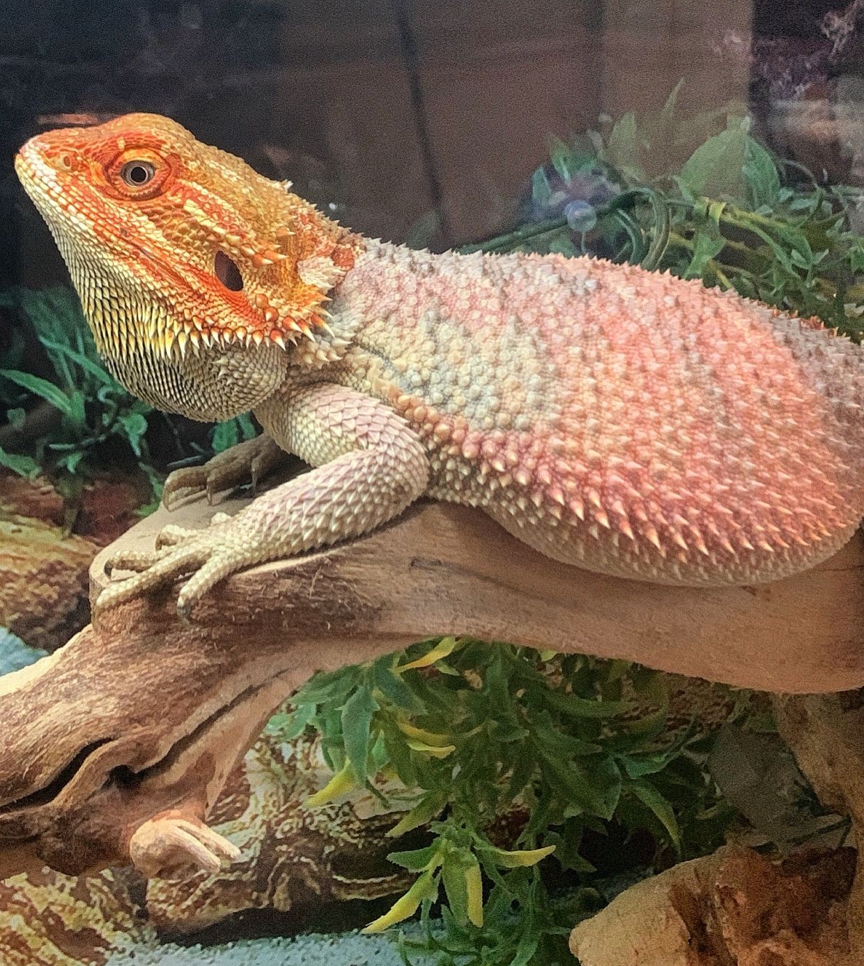 Reptile *READ DESCRIPTION*