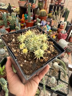 Euphorbia Meloformis Variegated