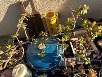 Moving Sale Assorted Goods Rustic Vintage Gifts Anthro Succulents Etc