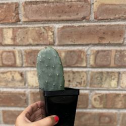 Prickly Pear Cactus 