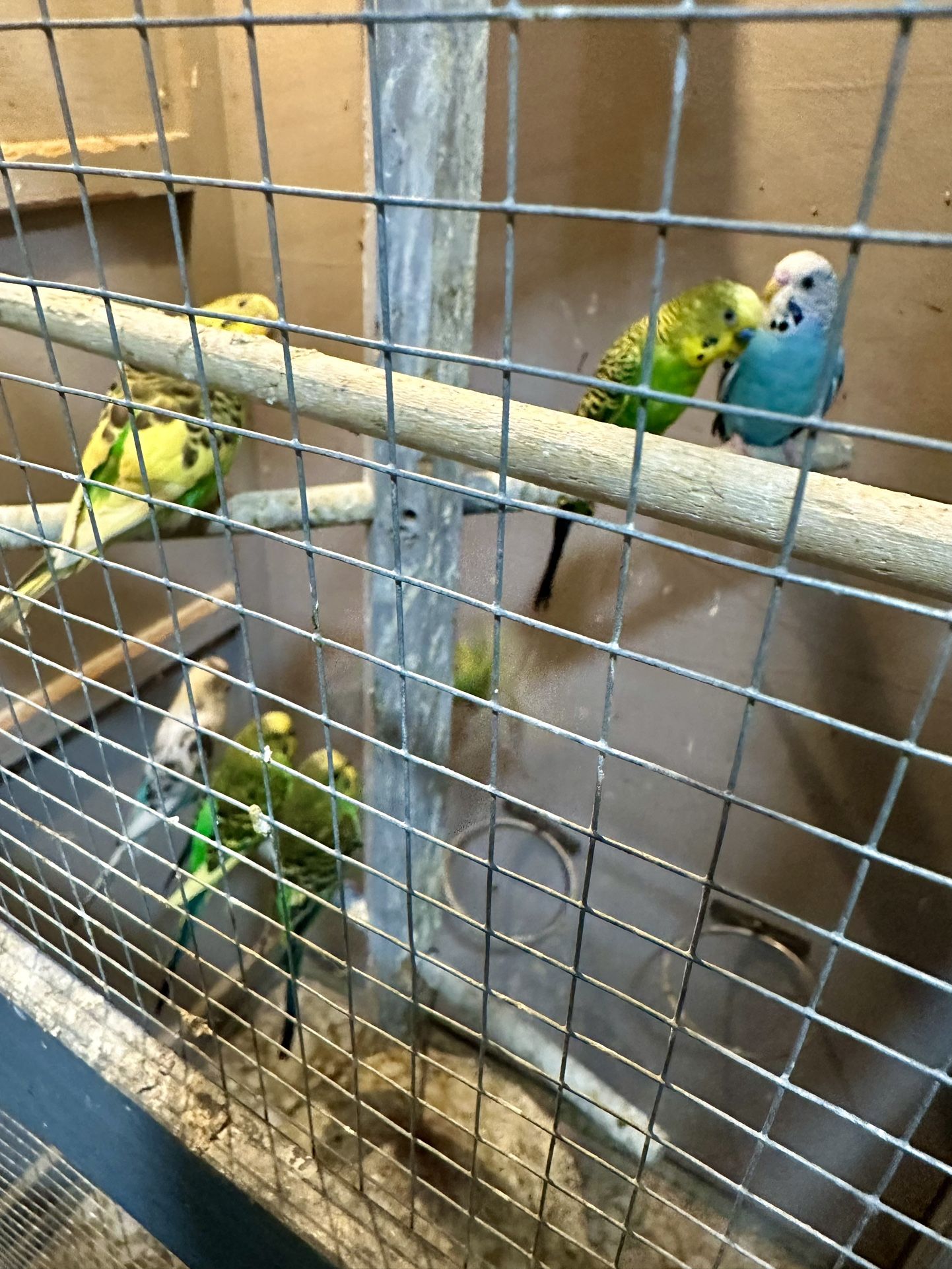 Birds Cage
