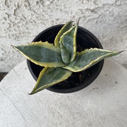 4 Inch Pot of Succulent Plant - Agave Americana Variegated - Rooted & Stablished Plant - Drought Resistant - 🪴 