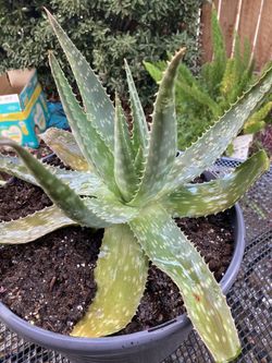 Aloe Vera Plant