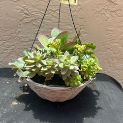 Hanging Baskets Succulent/canasta De Succulentas