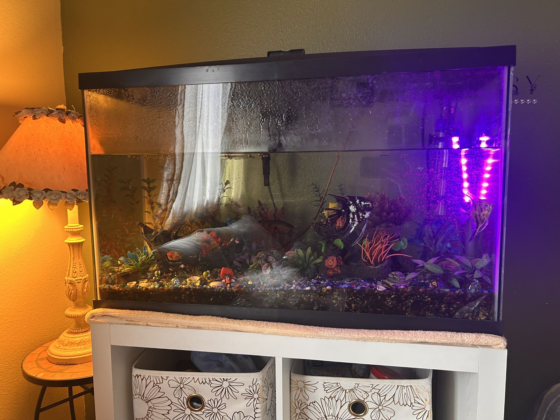 Fish Tank Fully Decorated